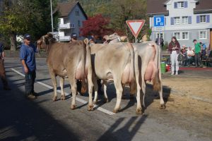 Schneuter jngere